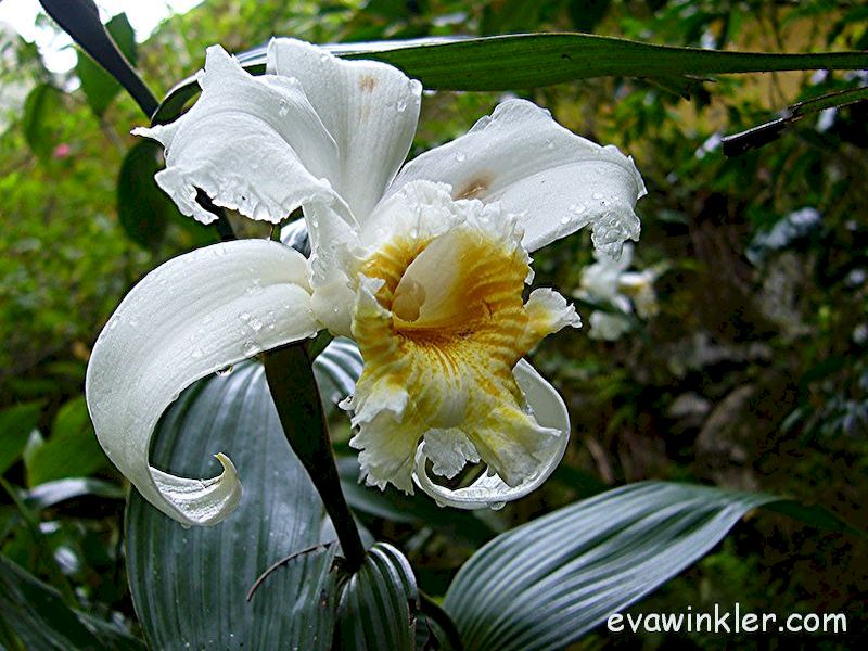 Vinaora Nivo Slider 3.x